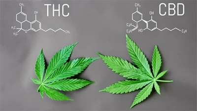 Mi a különbség a THC és a CBD között?