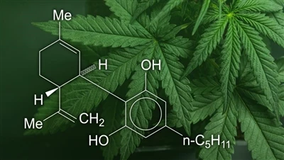 CBD, marihuána és kender: Mi a különbség ezek között a kannabisztermékek közö...