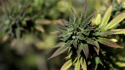 Mi az endokannabinoid rendszer? (ECS)