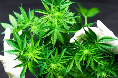 Miért a CBD a legjobb természetes ajakbalzsam?